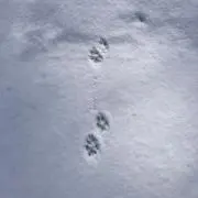 moの画像