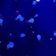 fmtnの画像