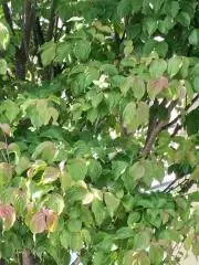 やまぼうしの画像