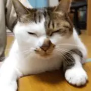 ニャースの画像