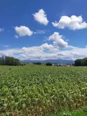 トゥルトゥルトゥの画像