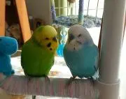 よっぴ～の画像