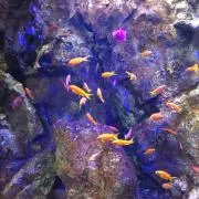 cassineの画像