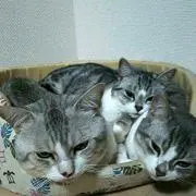 Terumitsu Satoの画像