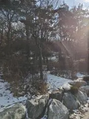 MAOの画像