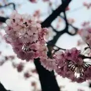 Kaaaの画像