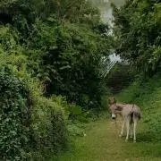 moomooの画像