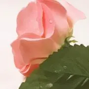 Image of peach