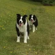ボーダーコリーの画像