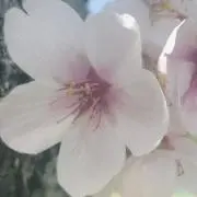 mi_プロフィール一読下さいの画像