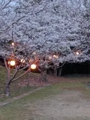 さくらの画像