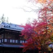 桜木の画像