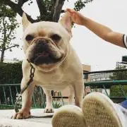おいもの画像