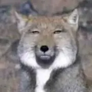 きつねの画像