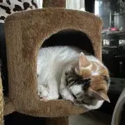 ちいの画像