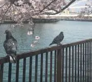 瞳ちゃんの画像