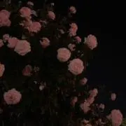 roppuの画像