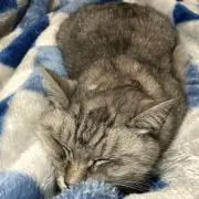 たまごぼーろ