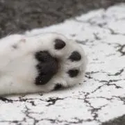 にゃんの画像