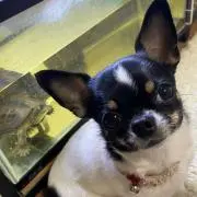 実使用】谷佳知選手シューズ&バッティンググローブ - メルカリ