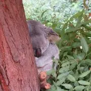 こあらの画像