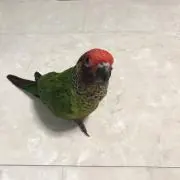 ハッピーの画像
