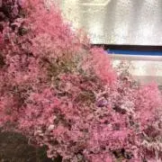 アップルパイの画像