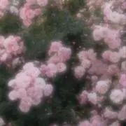 mokoの画像