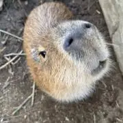 ヤムの画像