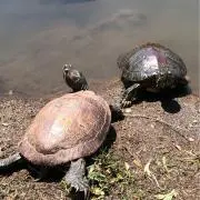 ことねの画像