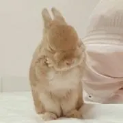 んこちゃんの画像