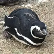 ゆりの画像