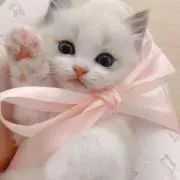 リボンの画像