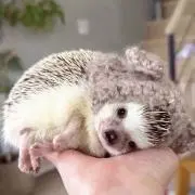 yasの画像