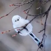 もんちゃんの画像