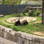 すもも♪の画像
