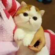 tori