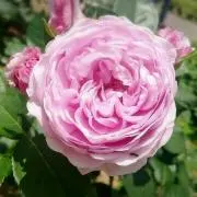Roseの画像