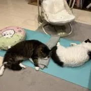 なのちゃんの画像