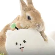 こっぺの画像