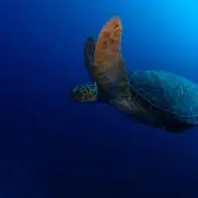 mippleの画像
