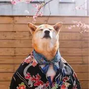 シトウアウン