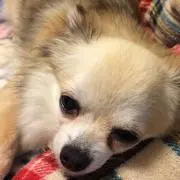 ちかももの画像
