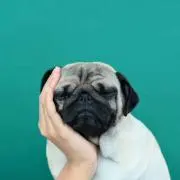 kakikuの画像
