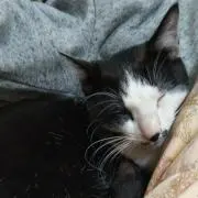 ピノコ