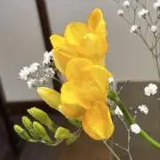 freesiaの画像