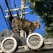 オチャの画像