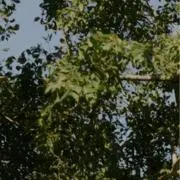 sariの画像