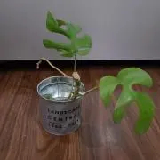 ニック