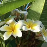 sweetの画像